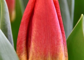 Tulipa Beauty Flight (3)
